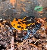 Magazoo Mimic poison frog (Ranitomeya imitator 'Varadero')  Breeding pair