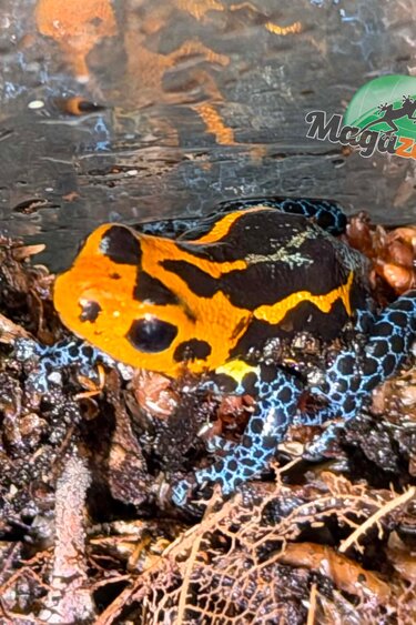 Magazoo Grenouille poison mimétique (Ranitomeya imitator 'Varadero') Femelle 2 ans