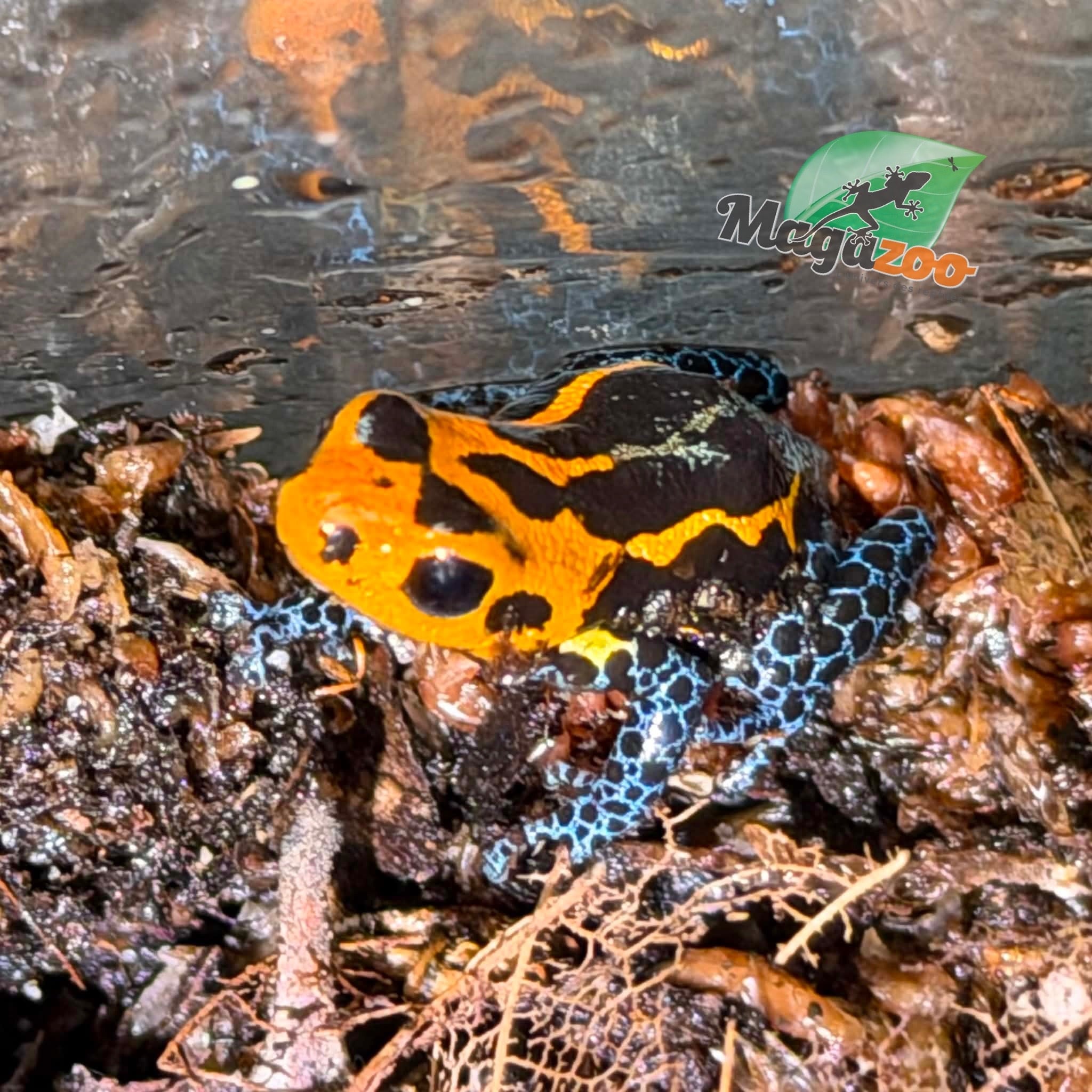 Magazoo Mimic poison frog (Ranitomeya imitator 'Varadero')  Breeding pair