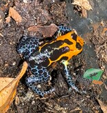 Magazoo Grenouille poison mimétique (Ranitomeya imitator 'Varadero') Femelle 2 ans