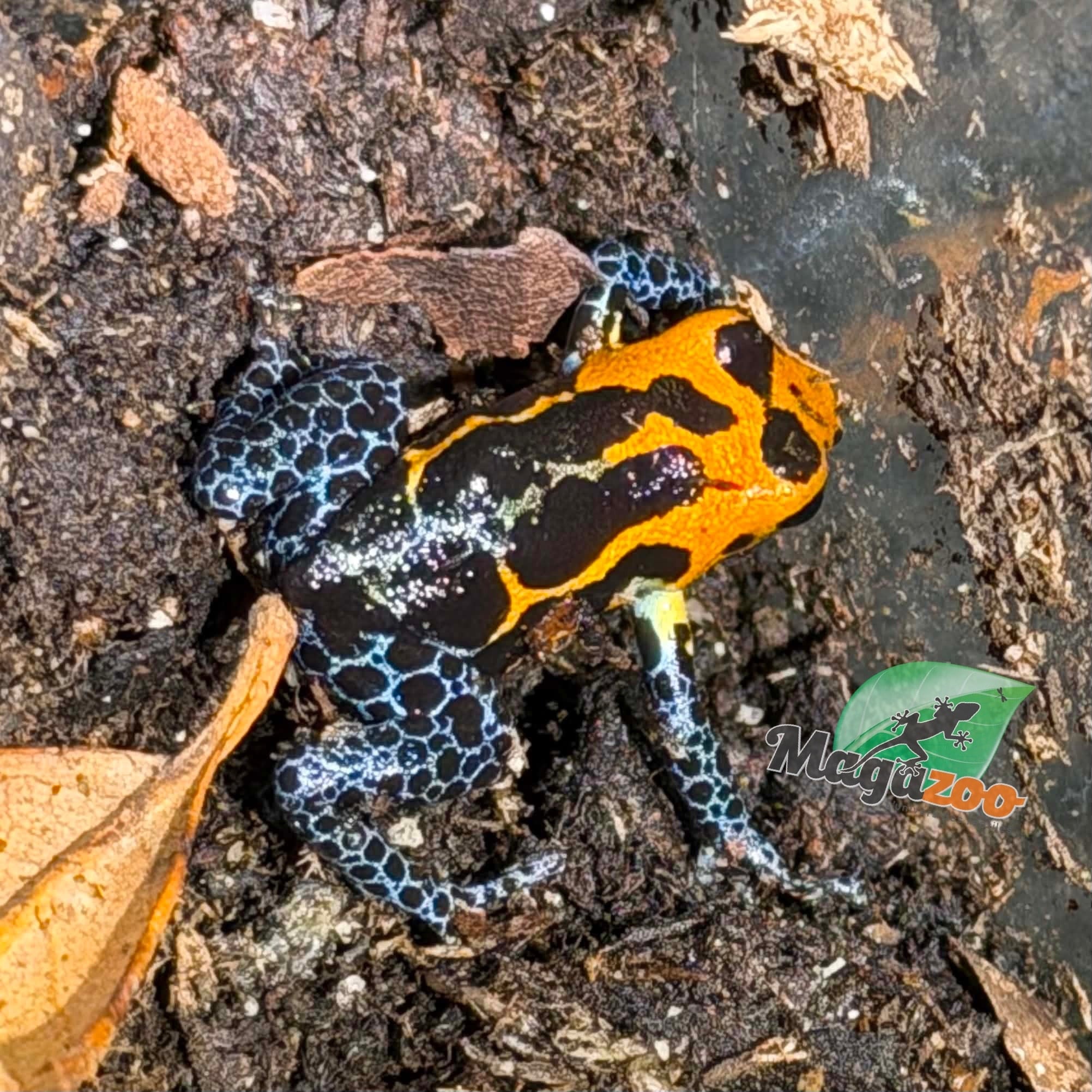 Magazoo Mimic poison frog (Ranitomeya imitator 'Varadero')  Breeding pair