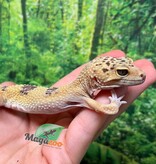 Magazoo Male Leopard gecko 1 year old /  2nd chance - Adoption