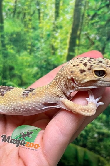 Magazoo Gecko léopard Mâle 1 ans / Adoption - 2ième chance