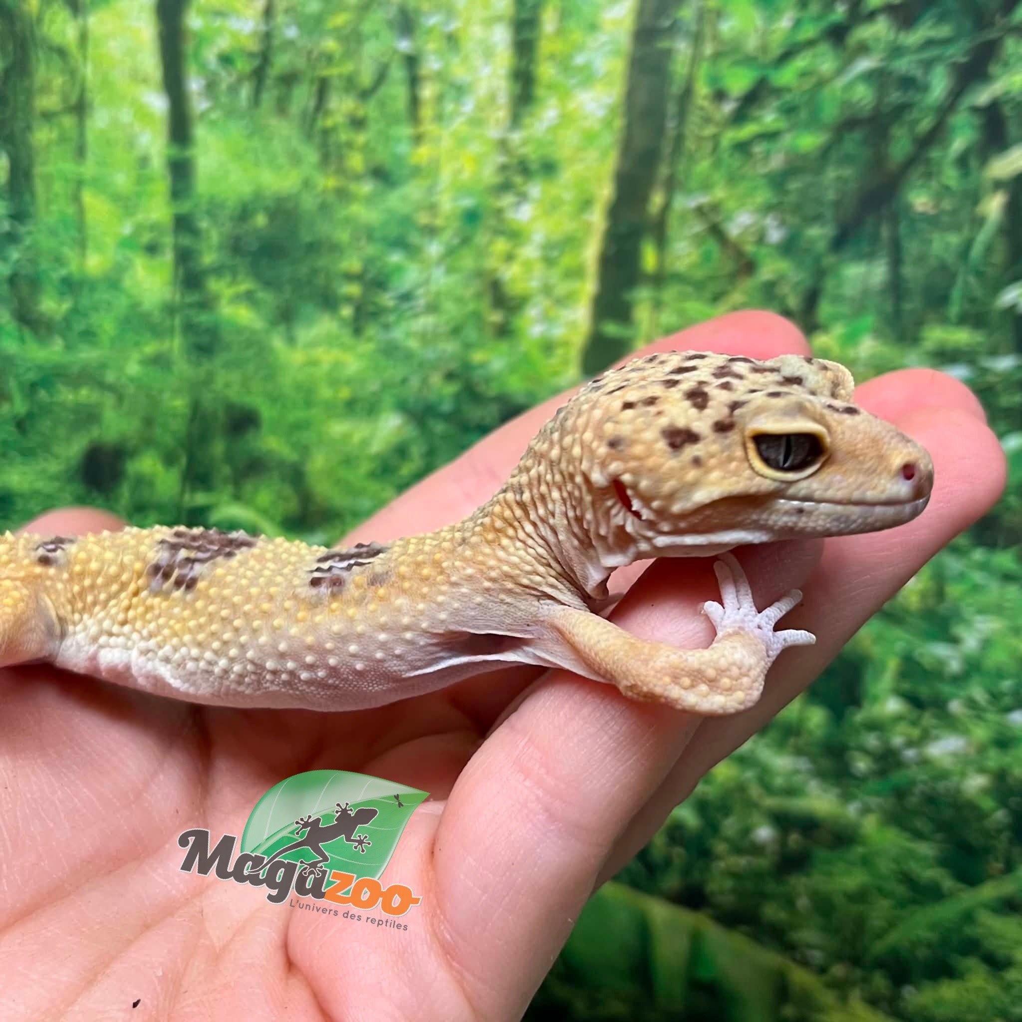 Magazoo Male Leopard gecko 1 year old /  2nd chance - Adoption