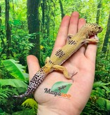 Magazoo Male Leopard gecko 1 year old /  2nd chance - Adoption