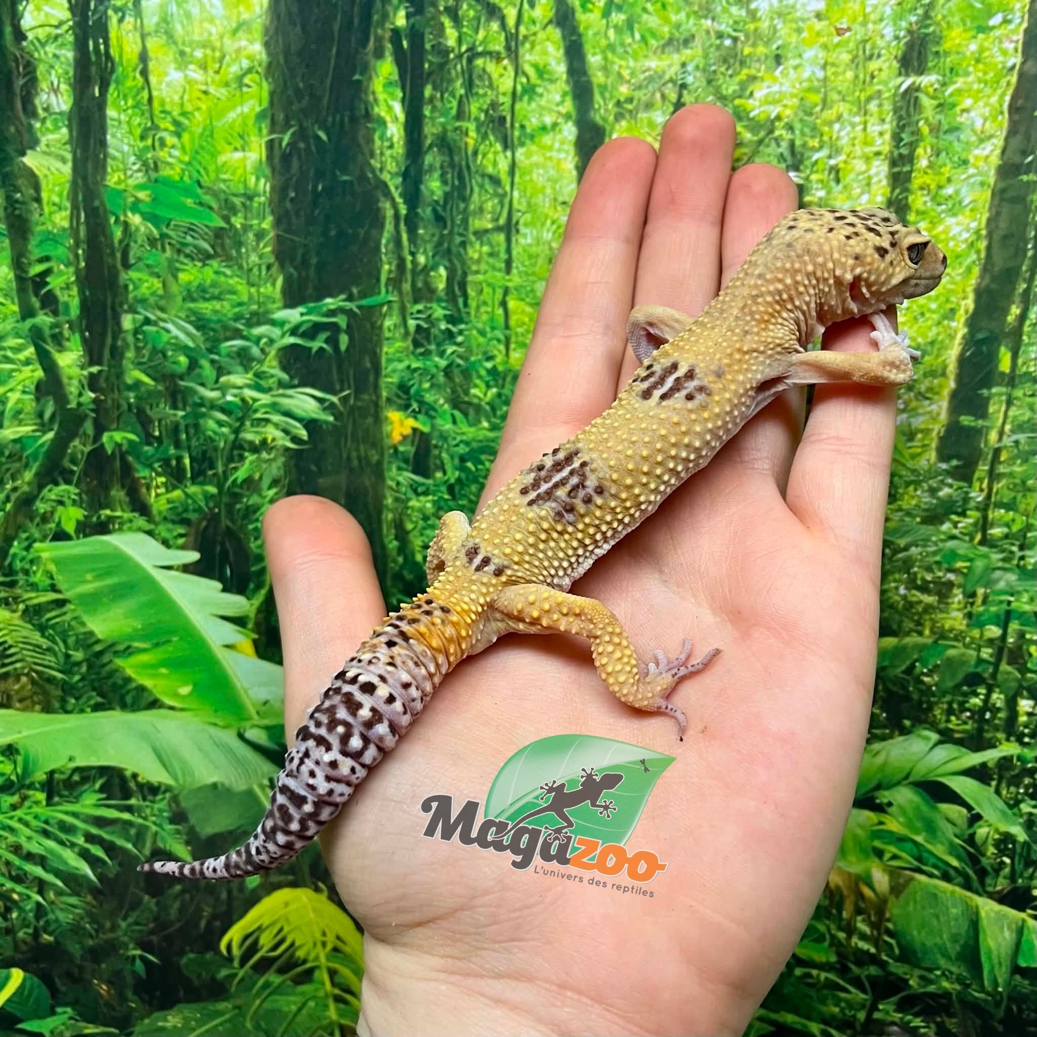 Magazoo Male Leopard gecko 1 year old /  2nd chance - Adoption