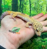 Magazoo Male Leopard gecko 1 year old /  2nd chance - Adoption