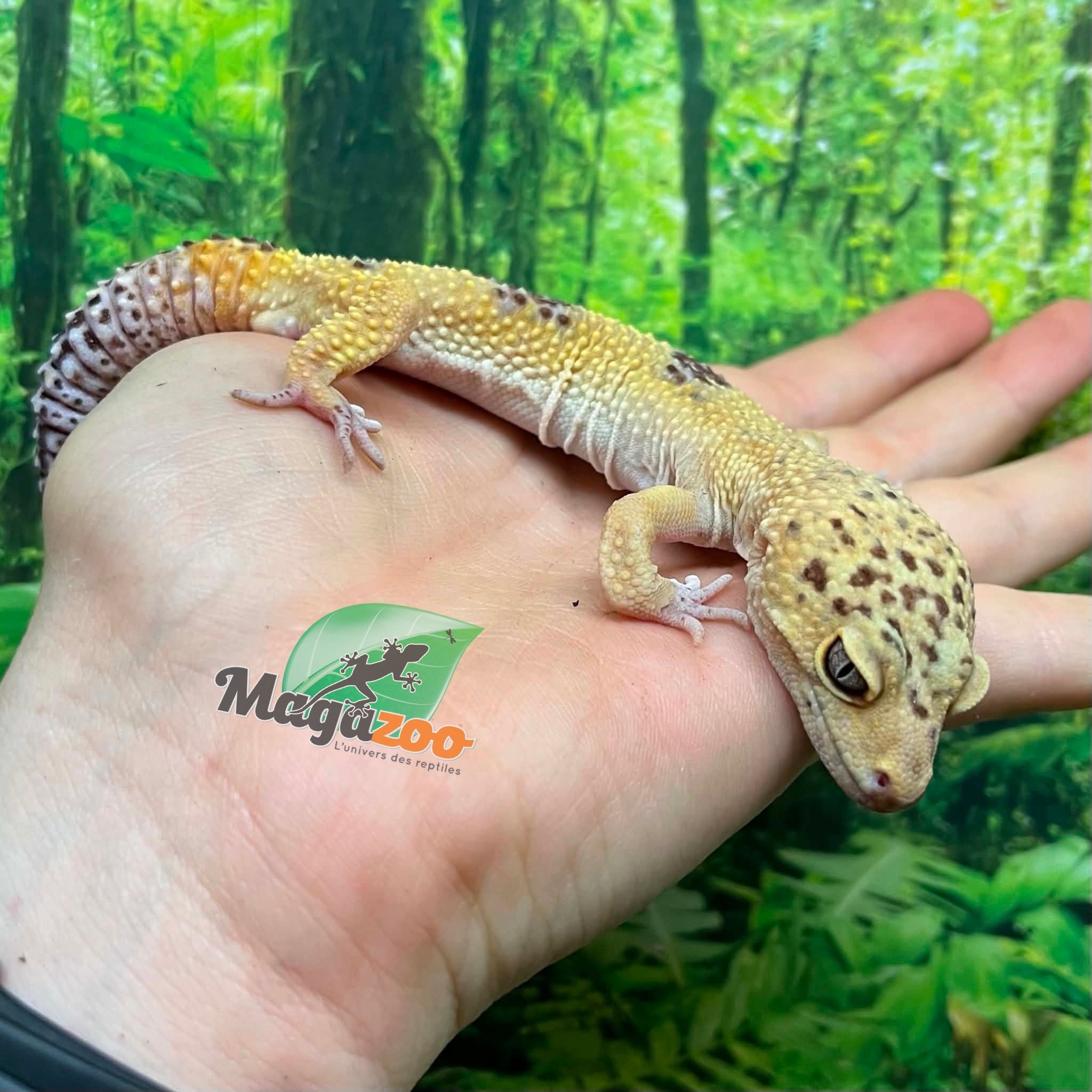 Magazoo Male Leopard gecko 1 year old /  2nd chance - Adoption