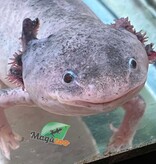 Magazoo Albino Adult Axolotl mexicain #2 / 2nd chance / Adoption