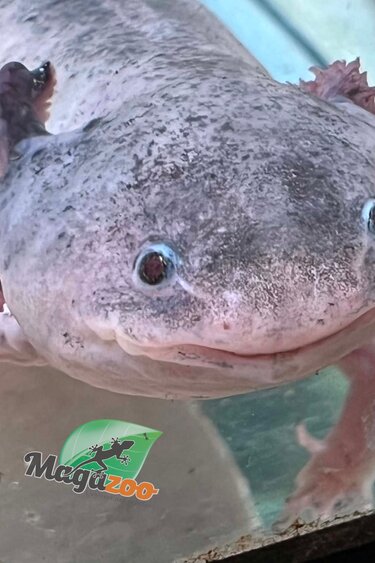 Magazoo Axolotl mexicain Albino Adulte #2 Mâle / Adoption 2ième chance