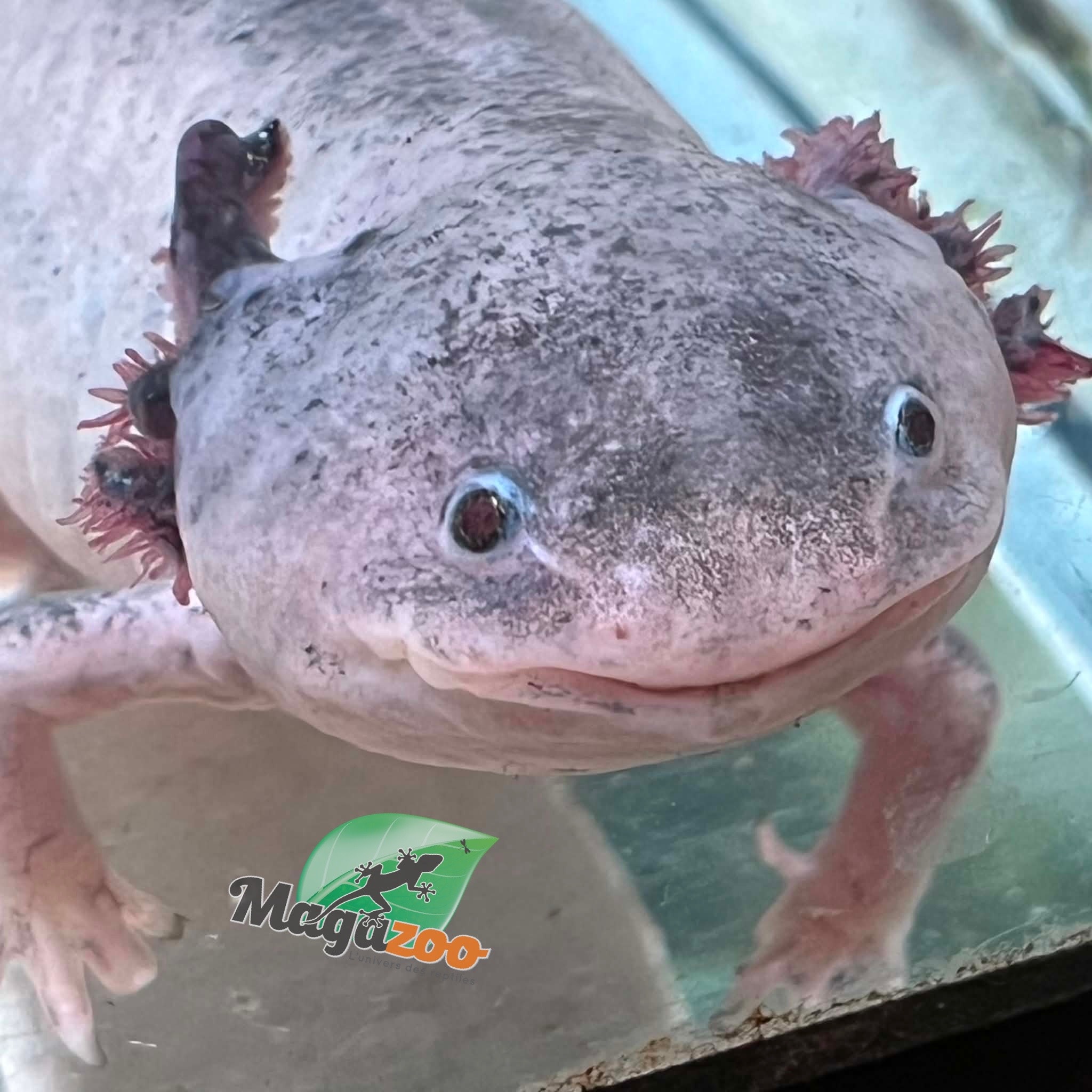 Magazoo Albino Adult Axolotl mexicain #2 / 2nd chance / Adoption