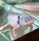 Magazoo Albino Adult Axolotl mexicain #2 / 2nd chance / Adoption