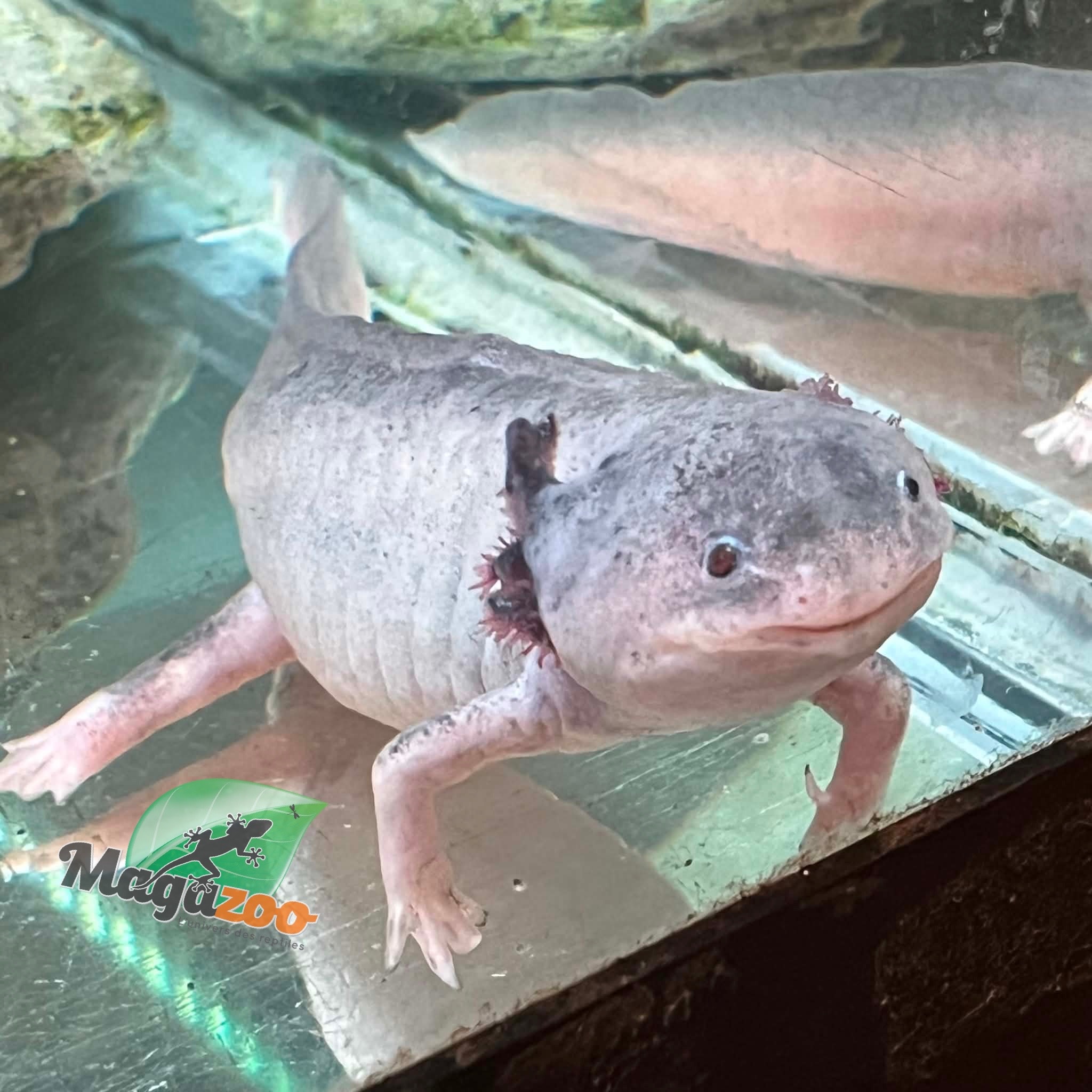 Magazoo Albino Adult Axolotl mexicain #2 / 2nd chance / Adoption