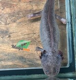 Magazoo Albino Adult Axolotl mexicain #2 / 2nd chance / Adoption