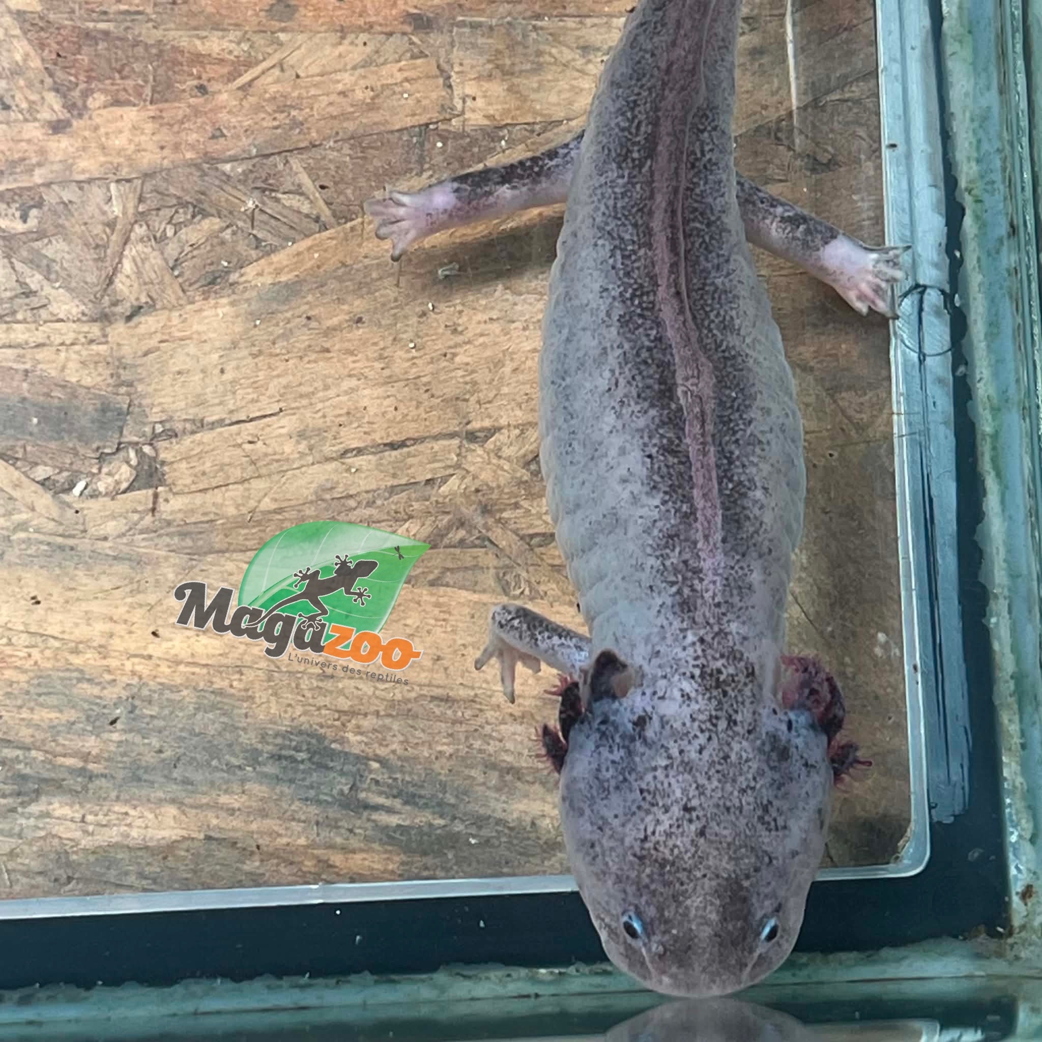 Magazoo Albino Adult Axolotl mexicain #2 / 2nd chance / Adoption