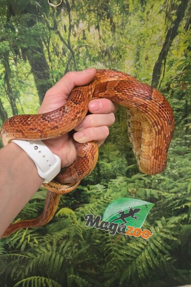 Magazoo Female Corn snake 4 years old /  2nd chance - Adoption