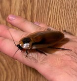Magazoo Live Discoid Cockroaches - Adult Female Unit