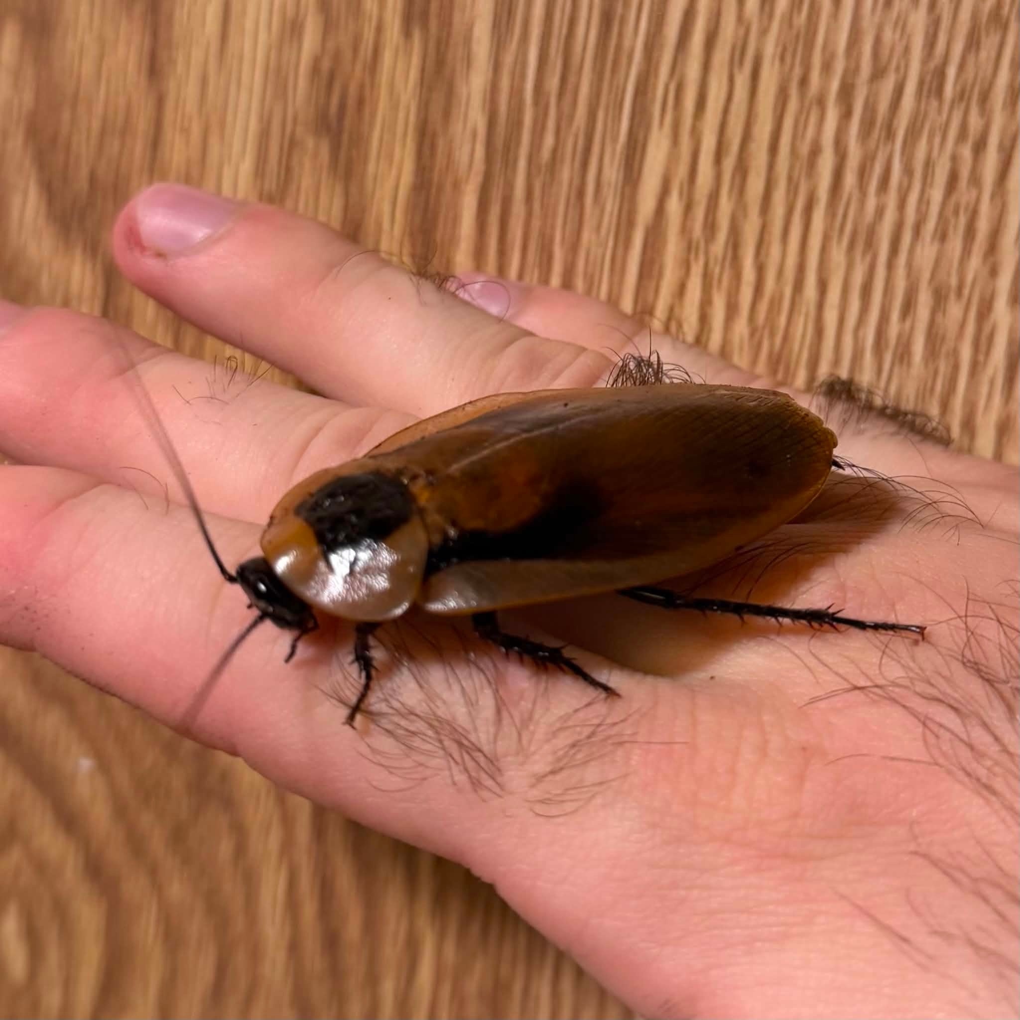 Magazoo Live Discoid Cockroaches - Adult Female Unit