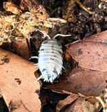 Magazoo Cloporte - Isopod P. Pruinosus Mix  15+