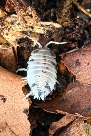 La Swamp Woodhouse Culture - Isopod P. Pruinosus Mix 15+