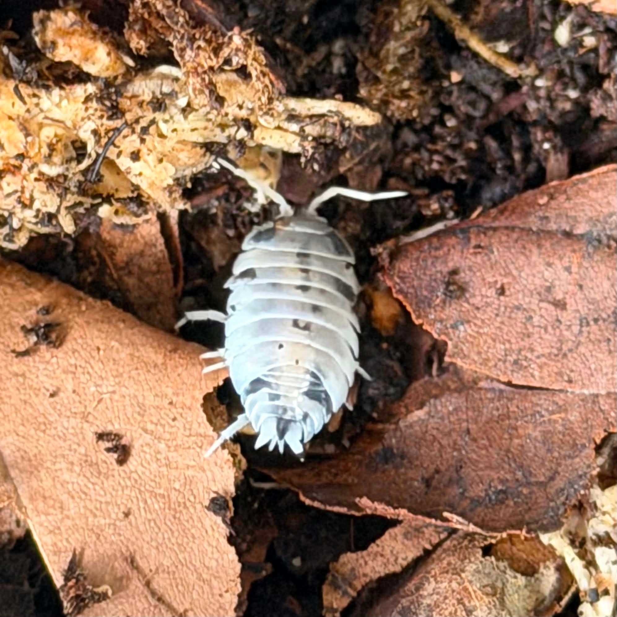 Magazoo Woodhouse Culture - Isopod P. Pruinosus Mix 15+