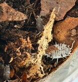 Magazoo Cloporte - Isopod P. Pruinosus Mix  15+