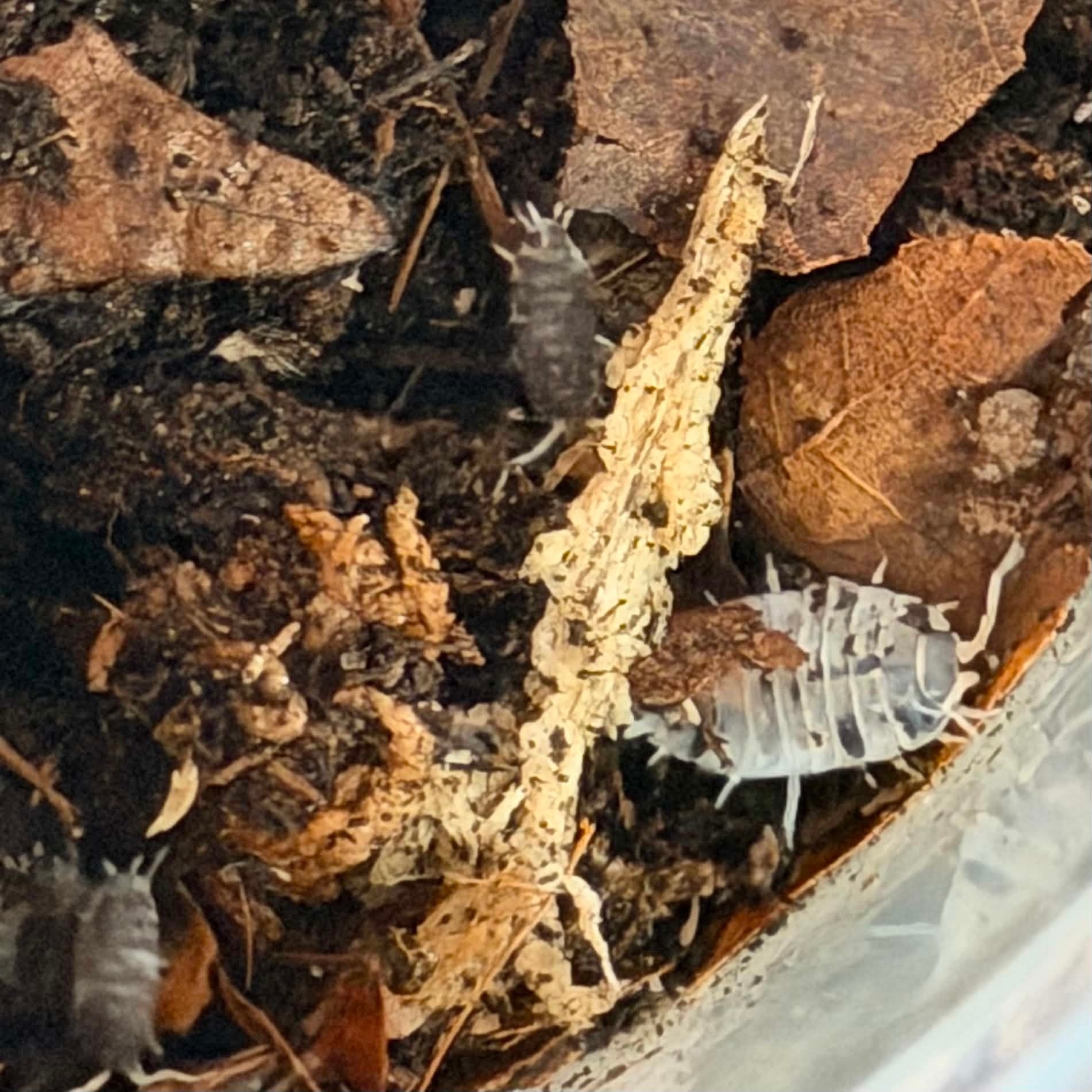 Magazoo Cloporte - Isopod P. Pruinosus Mix  15+