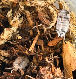 Magazoo Woodhouse Culture - Isopod P. Pruinosus Mix 15+