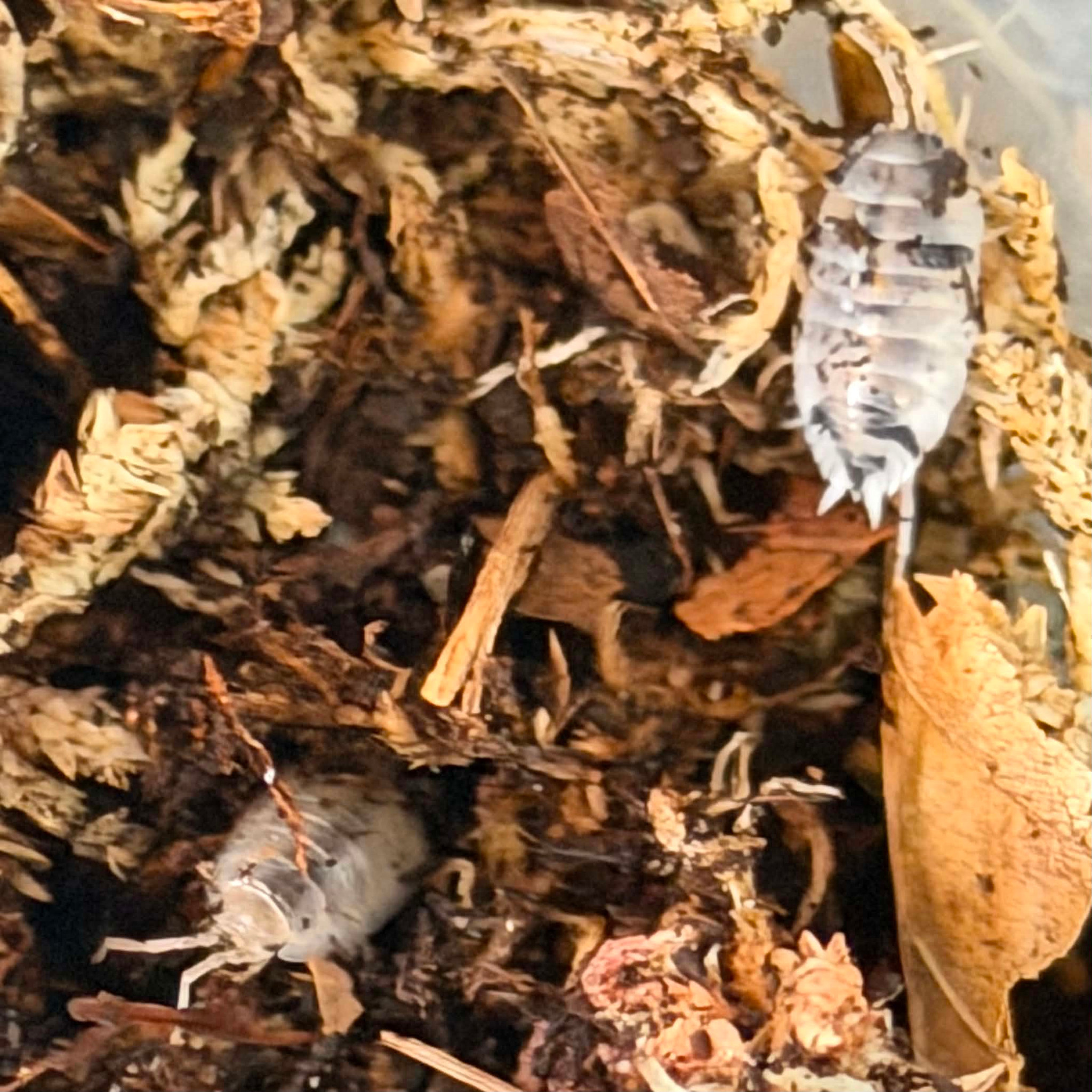 Magazoo Woodhouse Culture - Isopod P. Pruinosus Mix 15+
