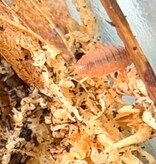 Magazoo Woodhouse Culture - Isopod P. Pruinosus Mix 15+