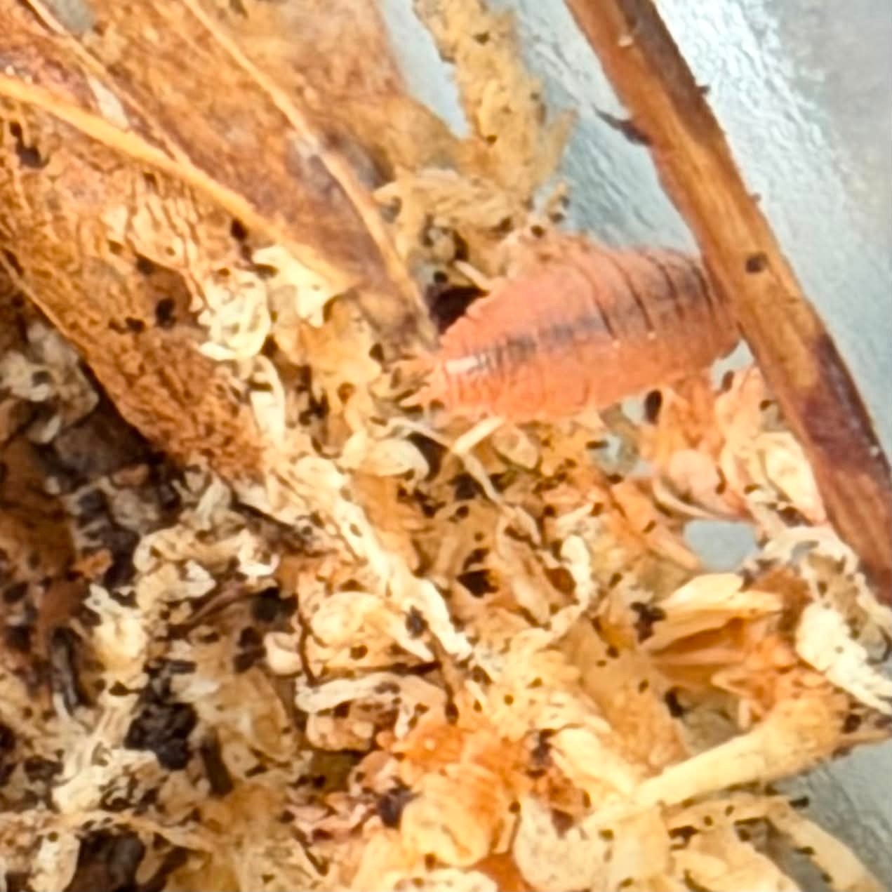 Magazoo Cloporte - Isopod P. Pruinosus Mix  15+