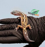 Magazoo Female Bold Macksnow Leopard gecko 02/15/26