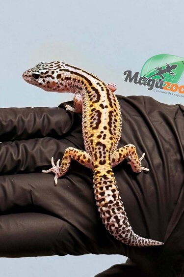 Magazoo Female Bold Macksnow Leopard gecko 02/15/26