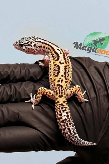 Magazoo Gecko léopard Bold Macksnow Femelle 15/02/26