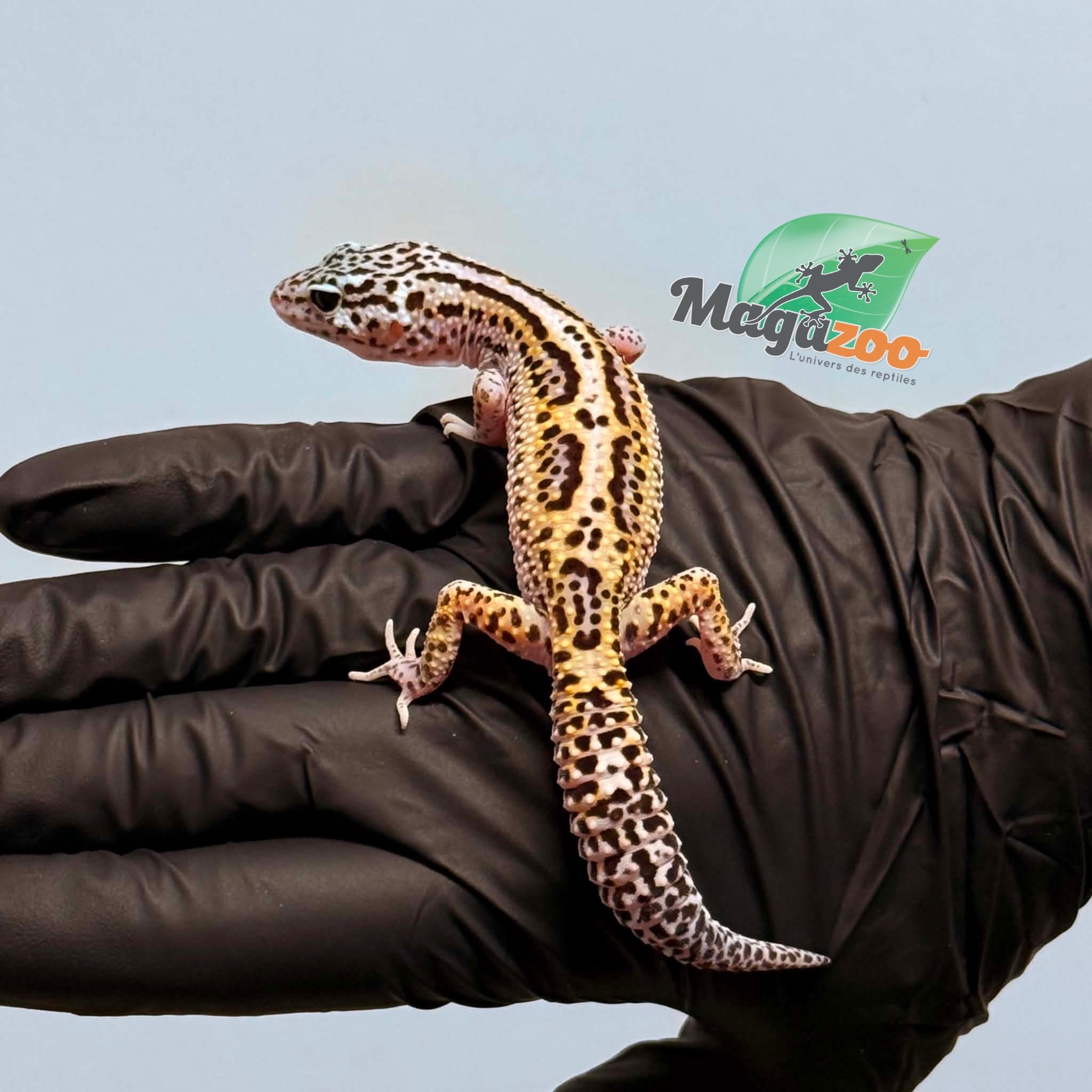 Magazoo Female Bold Macksnow Leopard gecko 02/15/26
