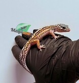 Magazoo Gecko léopard Bold Macksnow Femelle 15/02/26
