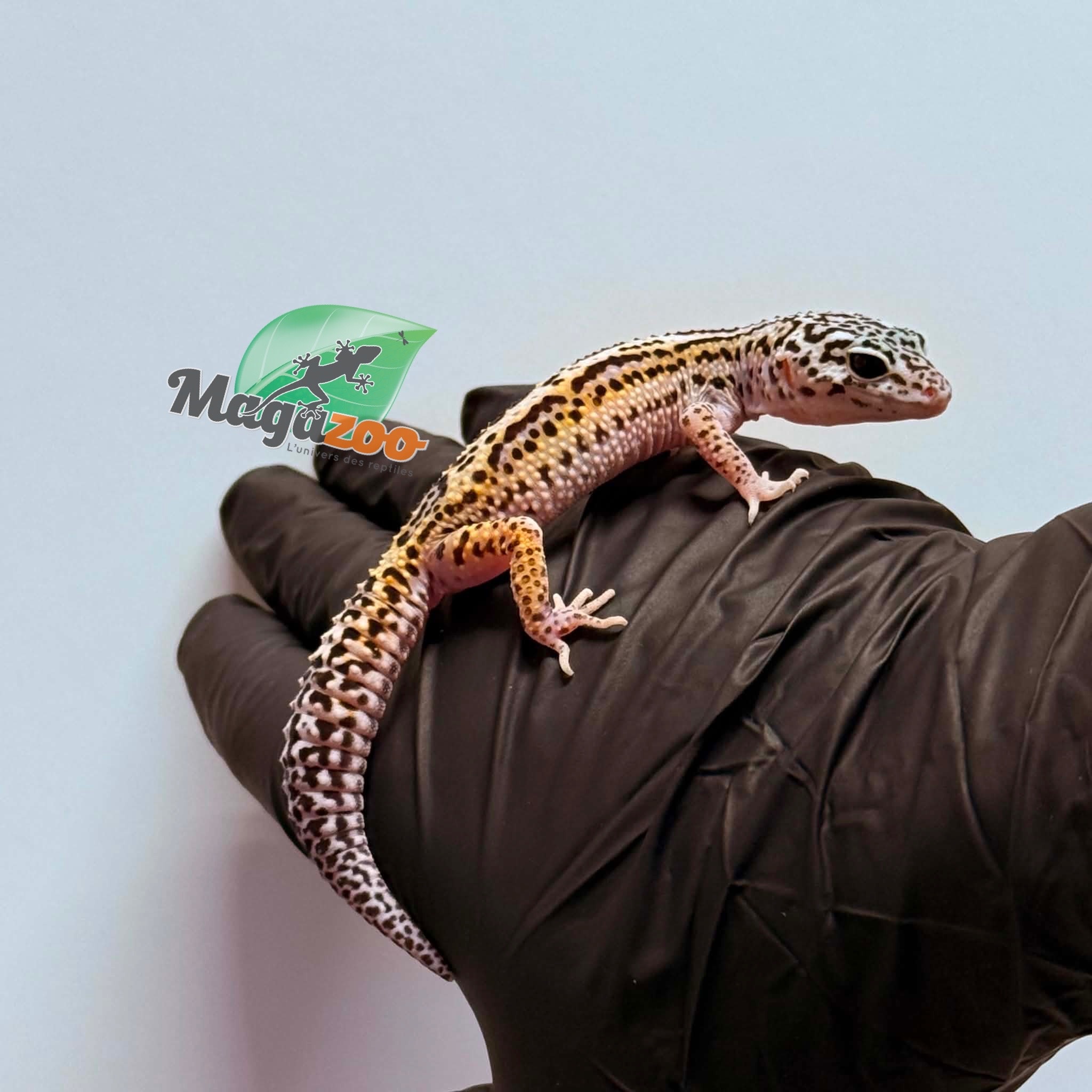 Magazoo Gecko léopard Bold Macksnow Femelle 15/02/26