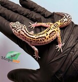 Magazoo Female Bold Macksnow Leopard gecko 02/15/26