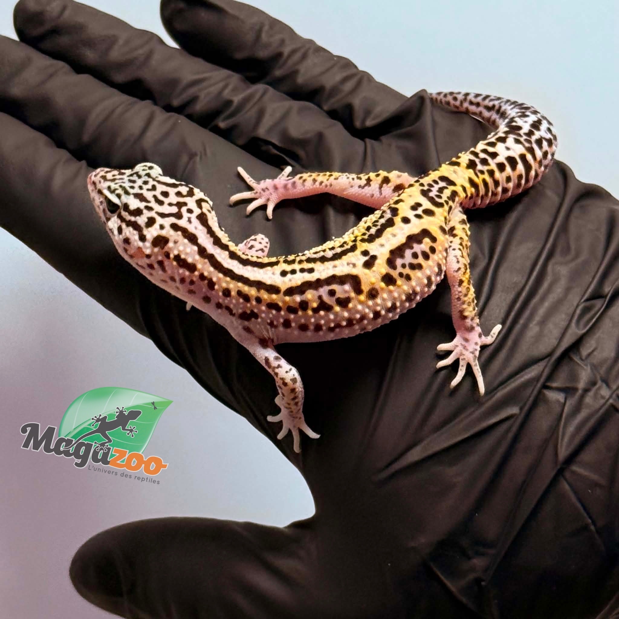 Magazoo Female Bold Macksnow Leopard gecko 02/15/26