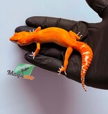 Magazoo Female Tangerine Emerine Leopard gecko 01/25/26