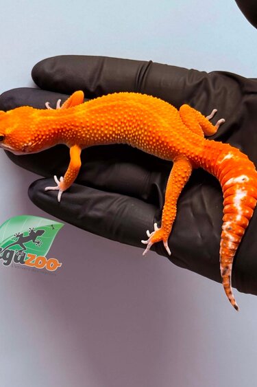 Magazoo Female Tangerine Emerine Leopard gecko 01/25/26