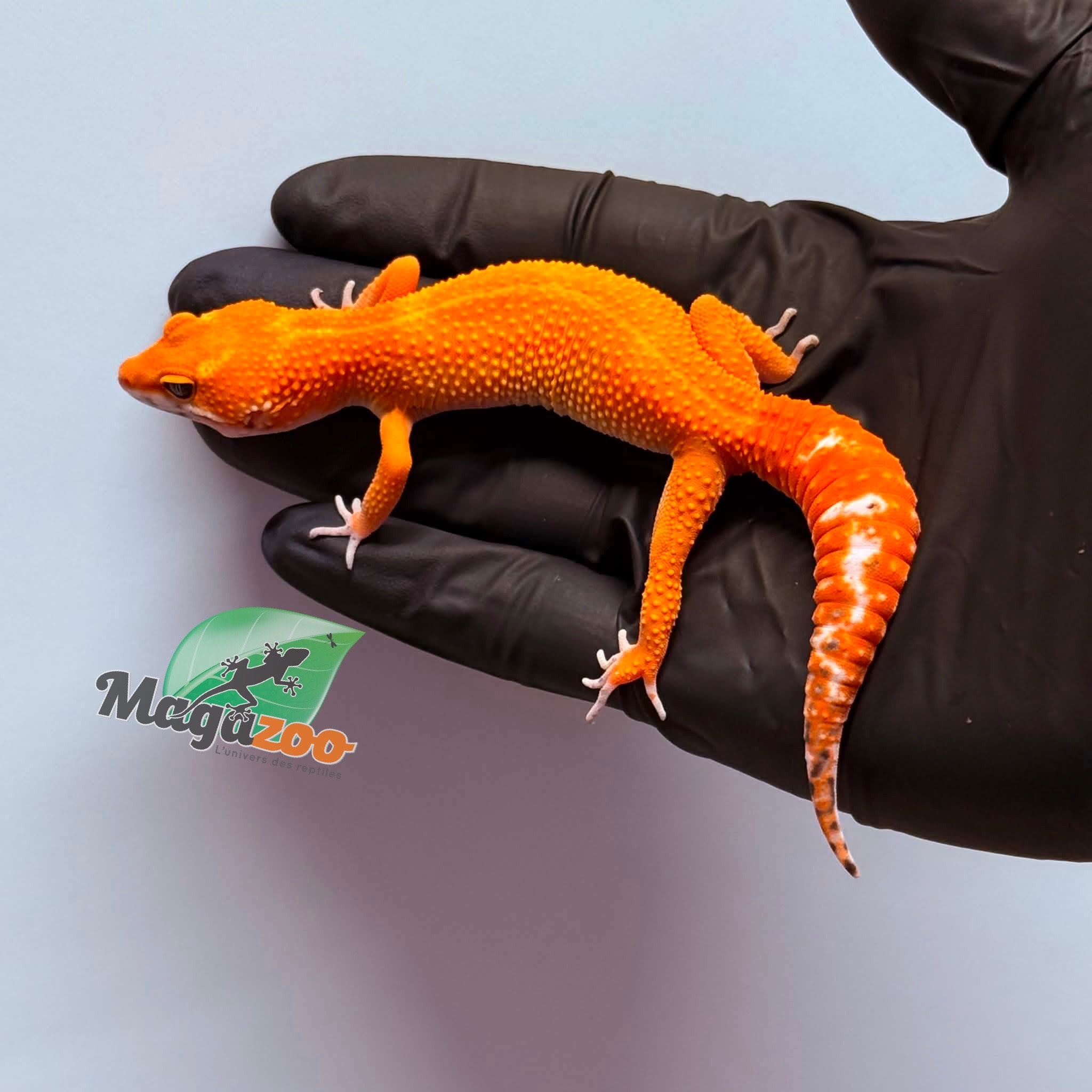 Magazoo Gecko léopard Tangerine Emerine Femelle 25/01/26