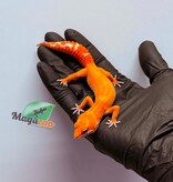Magazoo Female Tangerine Emerine Leopard gecko 01/25/26
