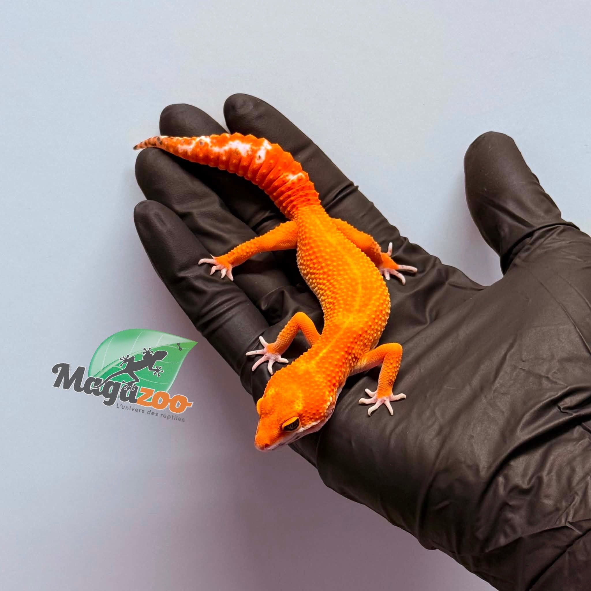 Magazoo Female Tangerine Emerine Leopard gecko 01/25/26
