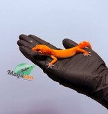 Magazoo Female Tangerine Emerine Leopard gecko 01/25/26