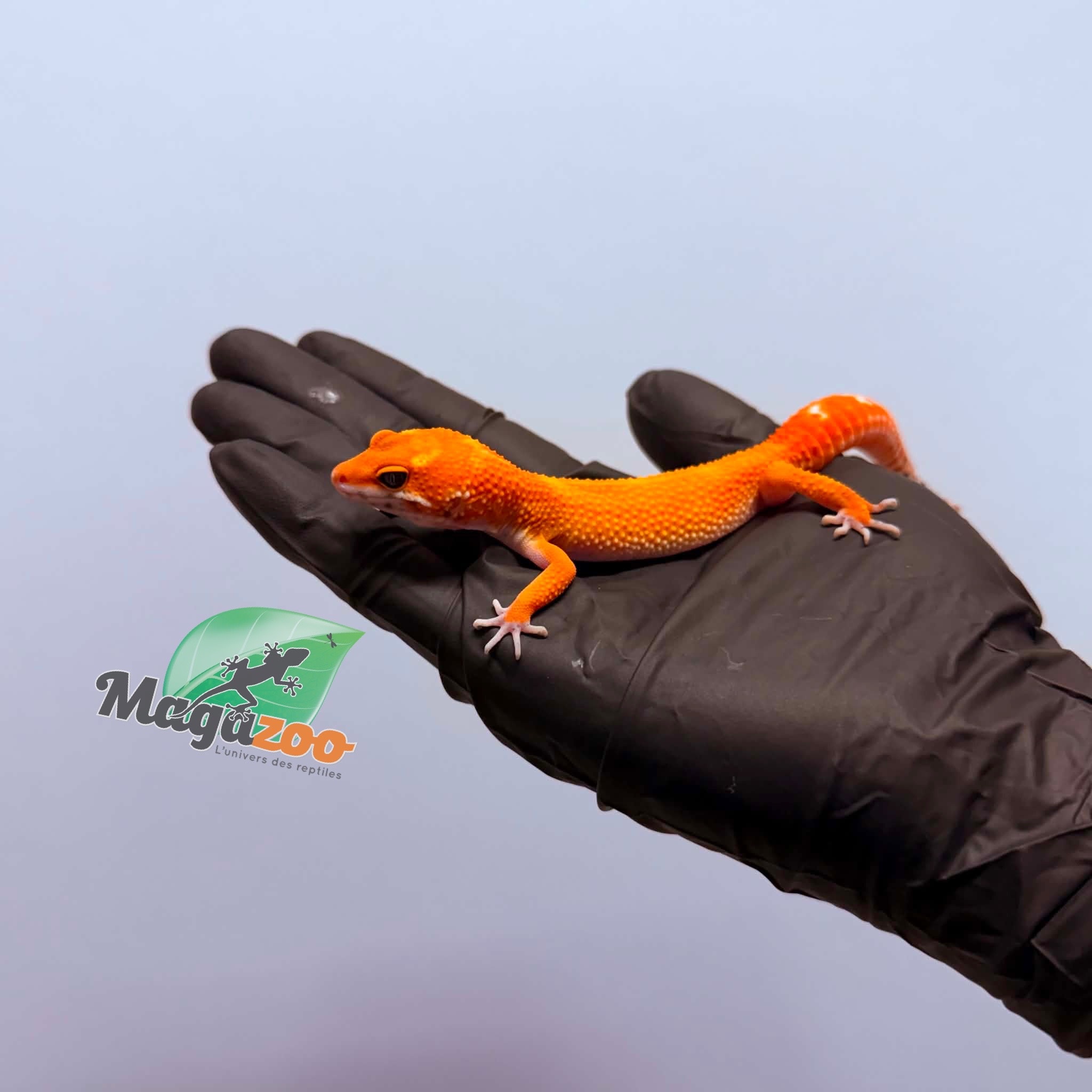 Magazoo Female Tangerine Emerine Leopard gecko 01/25/26