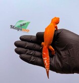 Magazoo Female Tangerine Emerine Leopard gecko 01/25/26