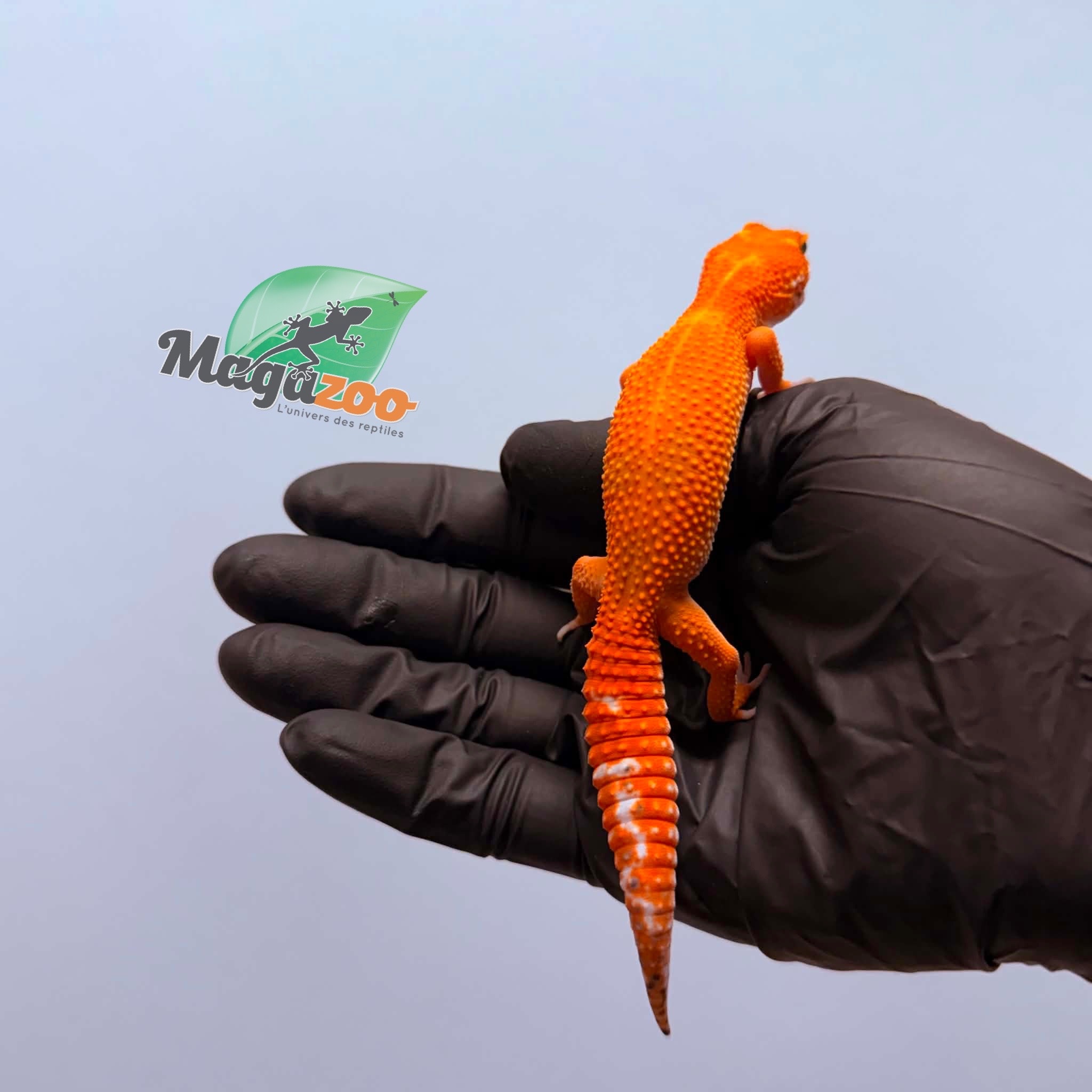 Magazoo Female Tangerine Emerine Leopard gecko 01/25/26