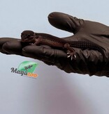 Magazoo Female Black Pearl Leopard gecko 01/17/26