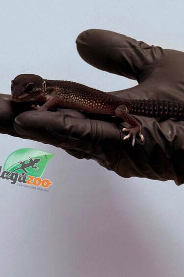 Magazoo Female Black Pearl Leopard gecko 01/17/26